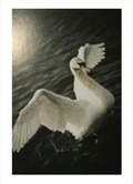 Postikortti AL, swans
