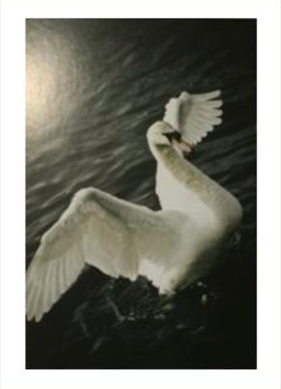 Postikortti AL, swans